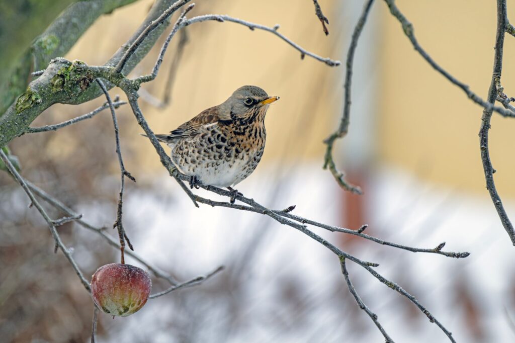 Une grive litorne se perche sur une branche enneigée avec une pomme rouge en hiver.