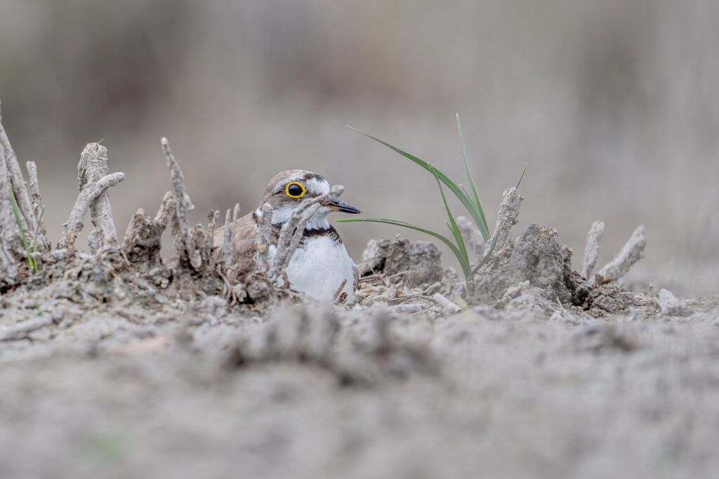 Gros plan d'un pluvier à collier interrompu (Charadrius dubius) nichant sur un terrain sablonneux avec une végétation clairsemée.