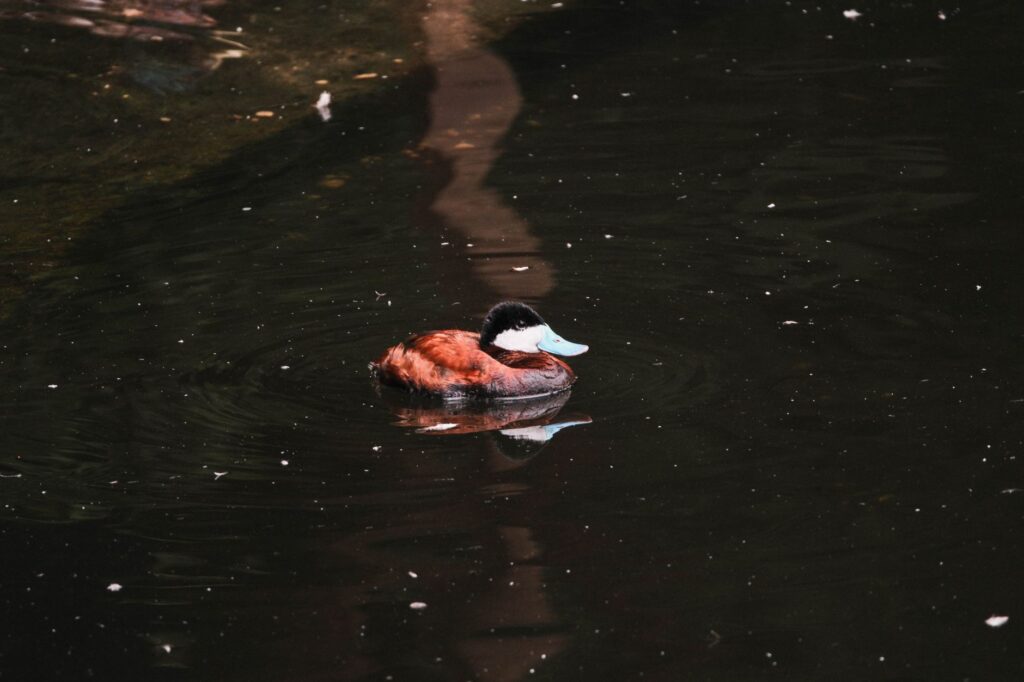 Un canard roussâtre vibrant avec un bec bleu frappant flotte sur un étang à Chicago, Illinois.