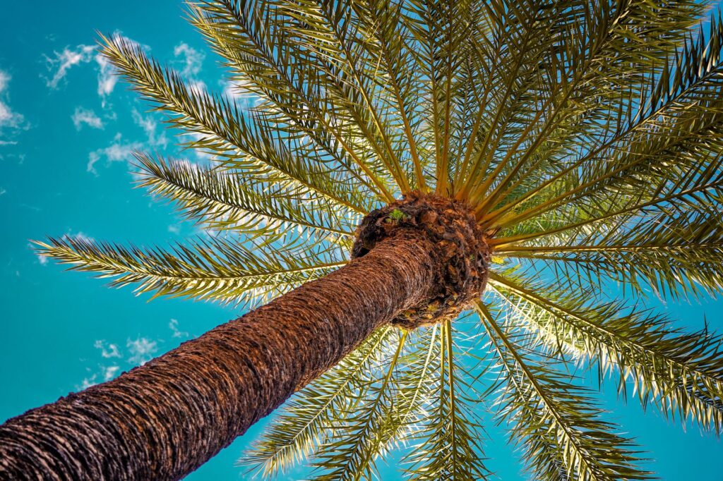 Superbe vue plongeante sur un palmier se détachant sur un ciel d'un bleu éclatant à Marrakech, au Maroc.