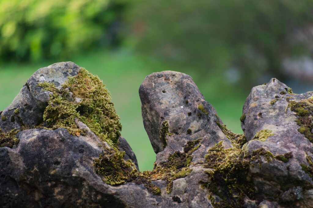 Gros plan macro détaillé de lichens et de mousses sur des rochers à Buzy, en France. Idéal pour les photos sur le thème de la nature.