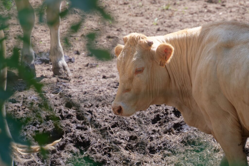 Une vache charolaise se trouve dans un champ rural boueux en Bourgogne-Franche-Comté, France.