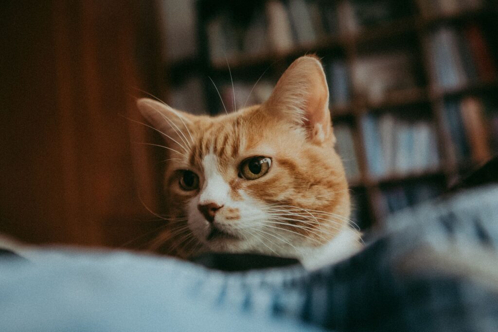 Un gros plan d'un chat tabby gingembre avec des moustaches dans un cadre intérieur confortable.