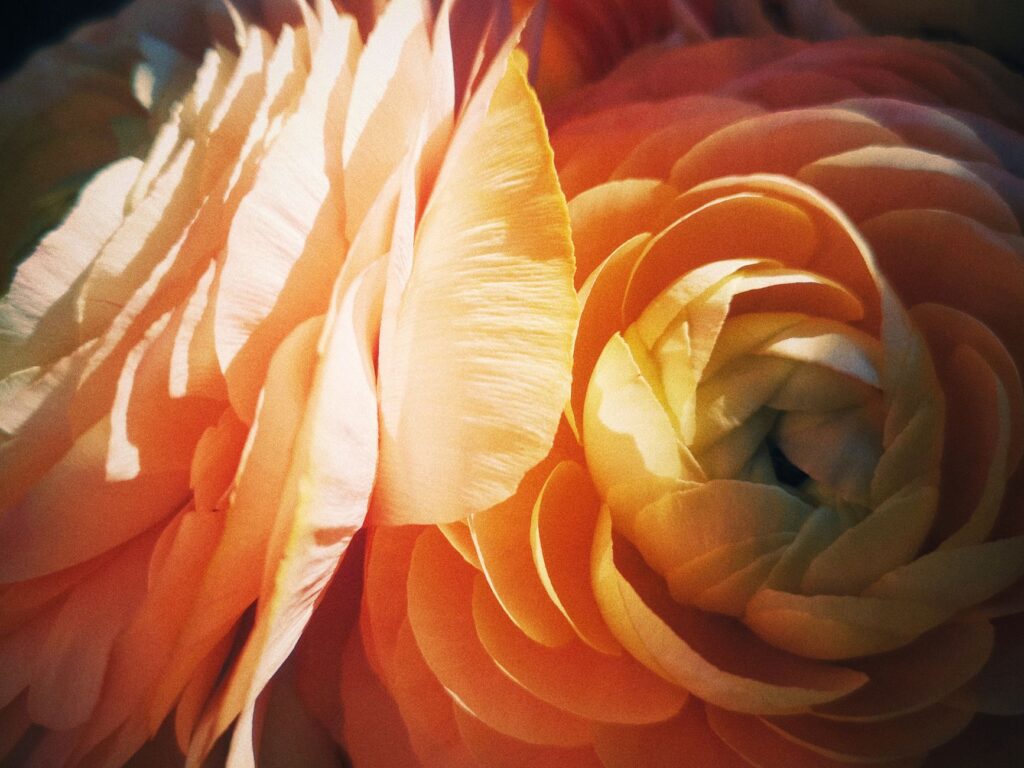 Un gros plan vibrant d'une délicate fleur de Ranunculus orange en pleine floraison, mettant en valeur ses pétales en couches.