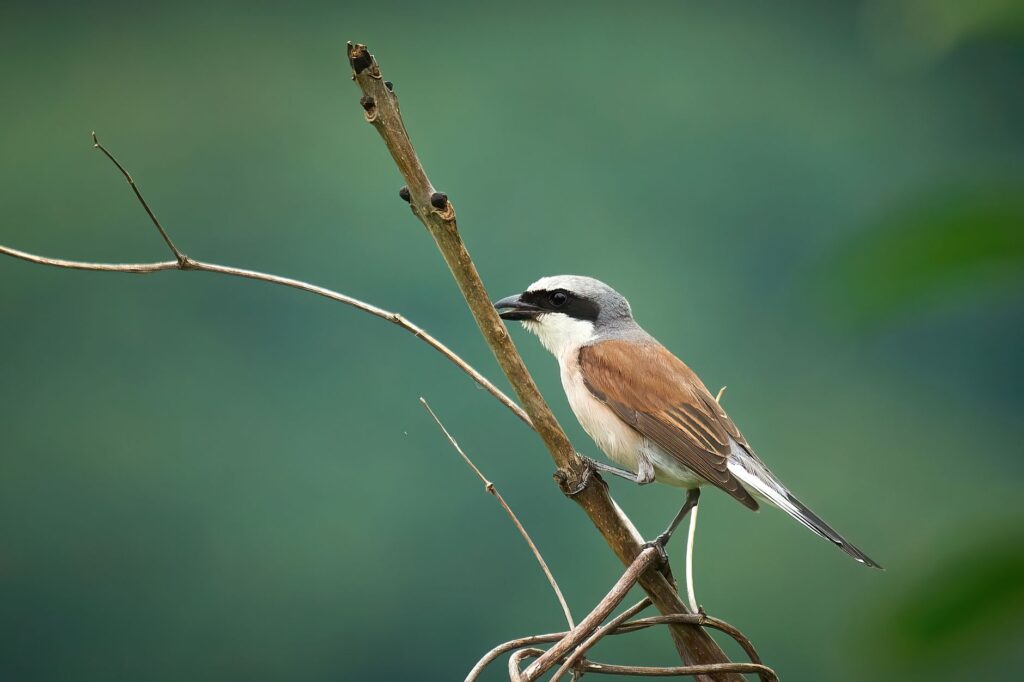 Un magnifique shrike perché sur une branche dans son habitat naturel.