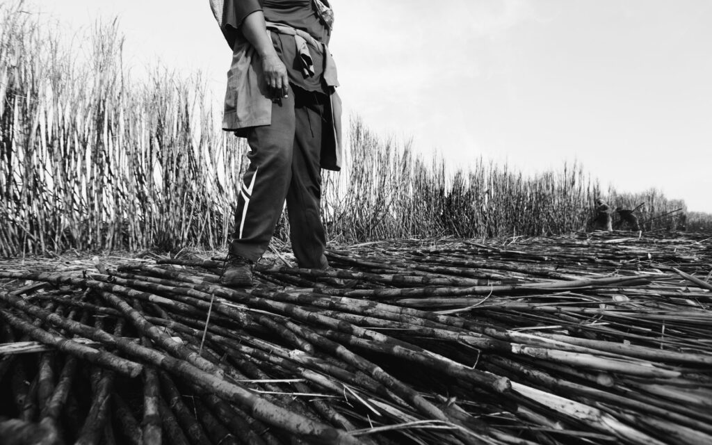 Image en noir et blanc d'une personne récoltant de la canne à sucre dans un champ rural.