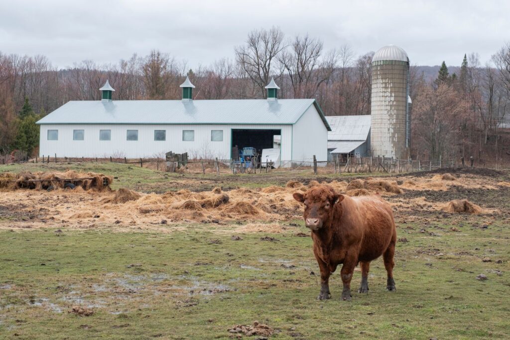 Une scène sereine de grange et de bétail à Sainte-Anne-de-Beaupré, au Québec, illustrant la vie pastorale.