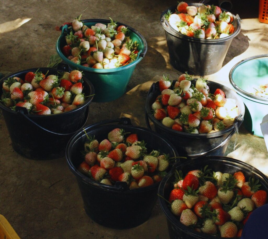 Des fraises brillantes et fraîches dans des paniers après la récolte dans une ferme de Chiang Mai, en Thaïlande.