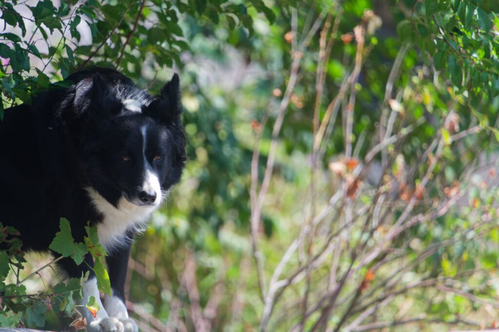 Un Border Collie curieux, jetant un coup d'œil à travers un feuillage vert luxuriant, exhibe son pelage noir et blanc caractéristique.