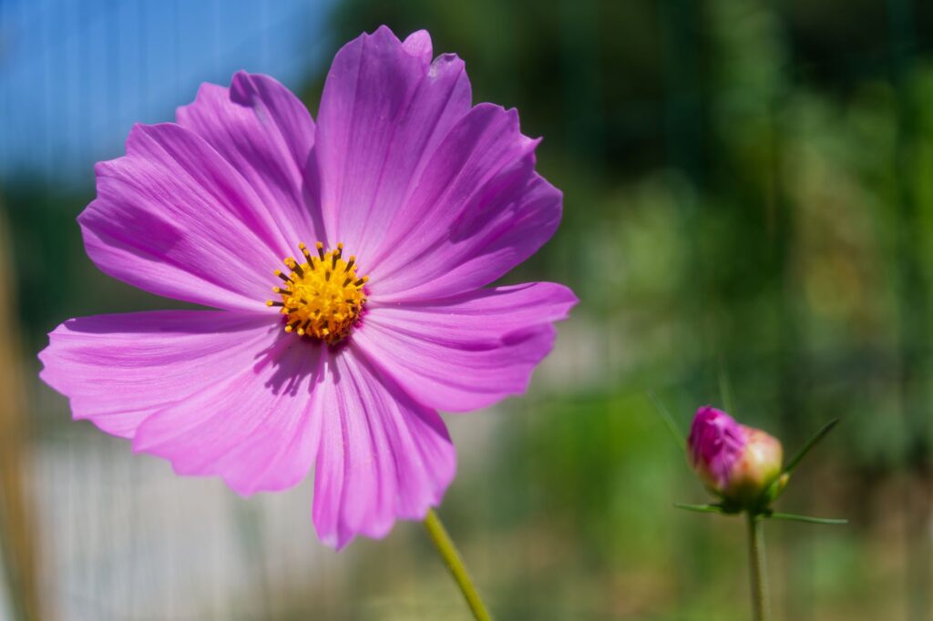 Gros plan sur une fleur de cosmos rose vif se prélassant au soleil sur un fond vert flou.