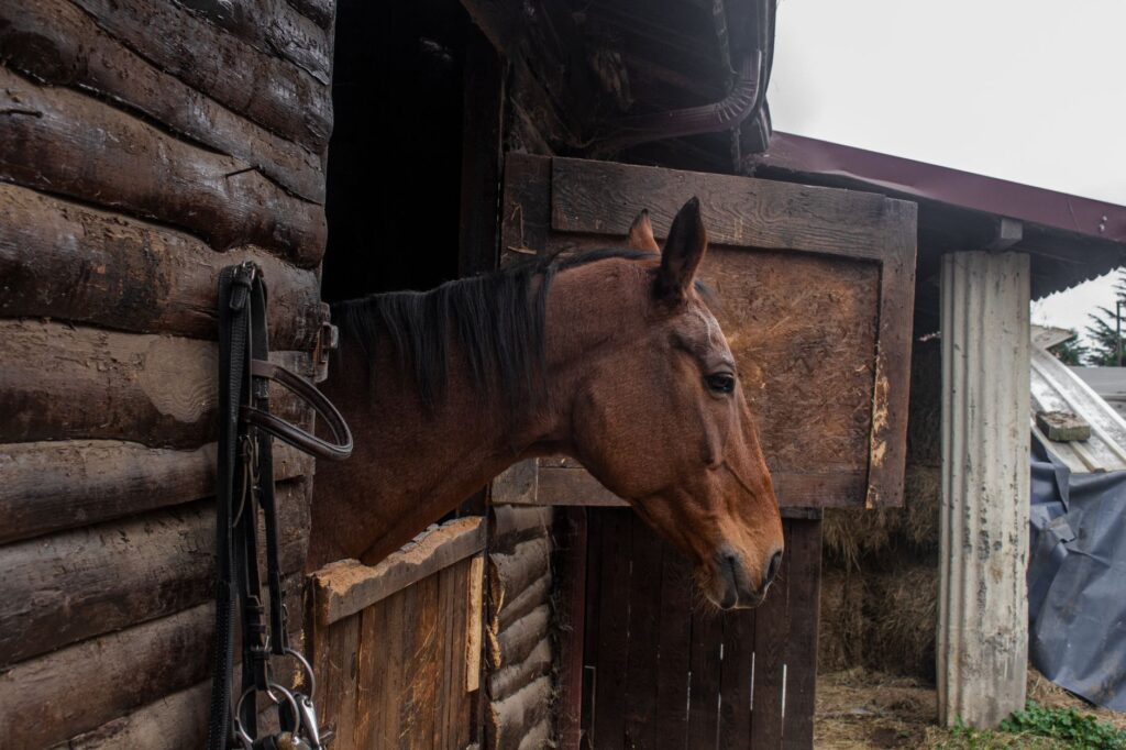 Cheval marron regardant à travers une fenêtre en bois rustique d'une grange à Sakarya, Türkiye.