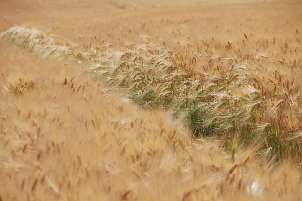 Un champ d'orge doré pittoresque sous la lumière d'été, mettant en valeur la beauté naturelle et l'abondance agricole.
