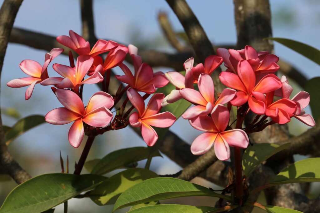 Des fleurs de plumeria rose vif en pleine floraison contre un ciel dégagé, mettant en valeur la beauté tropicale.