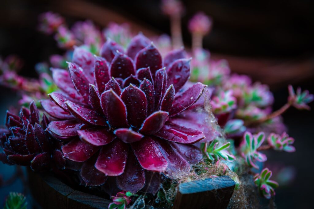 Vue détaillée d'une plante succulente Sempervivum rouge vif avec des gouttelettes d'eau, capturée à l'extérieur en Italie.