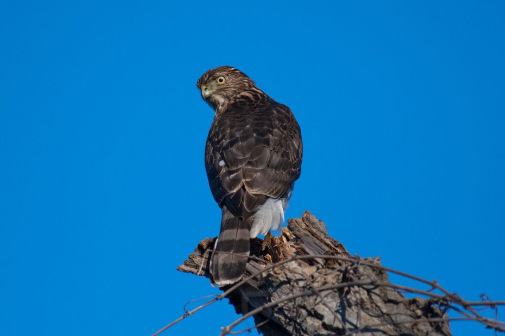 Un majestueux épervier de Cooper perché sur un arbre, se détachant sur un ciel bleu azur à Sacramento, en Californie.