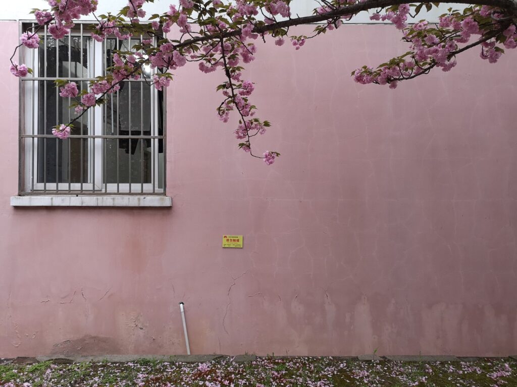 Branche de cerisier contre un mur rose avec une fenêtre, créant une scène printanière paisible à Shanghai.