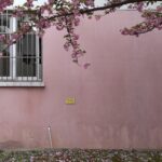 Branche de cerisier contre un mur rose avec une fenêtre, créant une scène printanière paisible à Shanghai.
