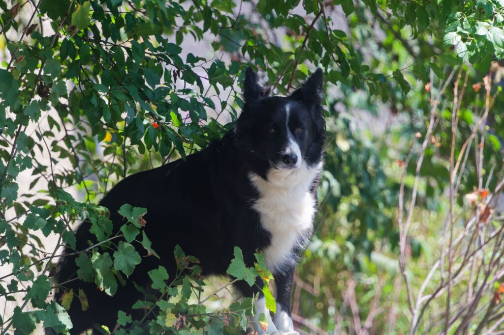 Un border collie noir et blanc est assis, entouré de feuilles d'un vert éclatant, dans un cadre extérieur paisible.